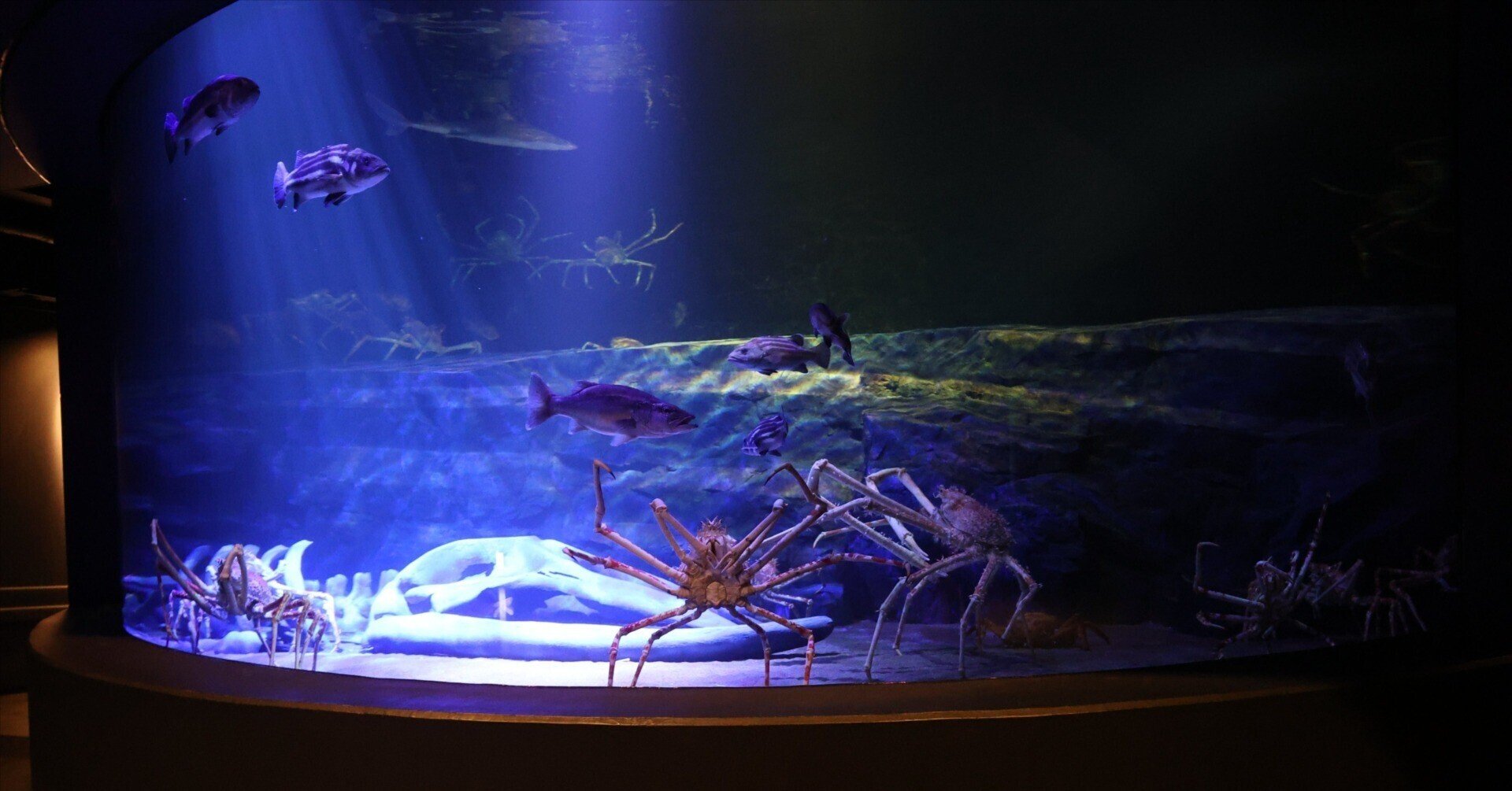 動物園水族館建築物紹介】その33 竹島水族館 深海大水槽｜塩ら〜めん
