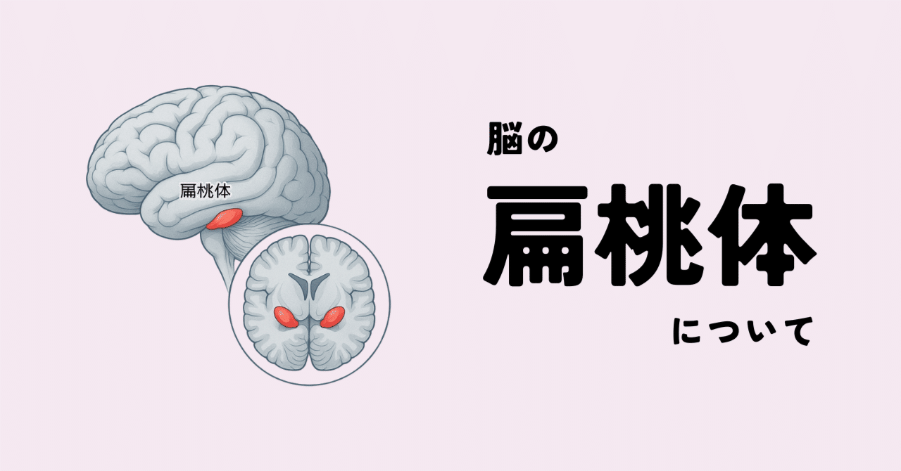 脳の「扁桃体」について