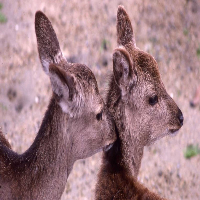 ブッダの名言10選｜悩みが軽くなる短い言葉たち｜枚方紫峰霊苑, image size:1529x800