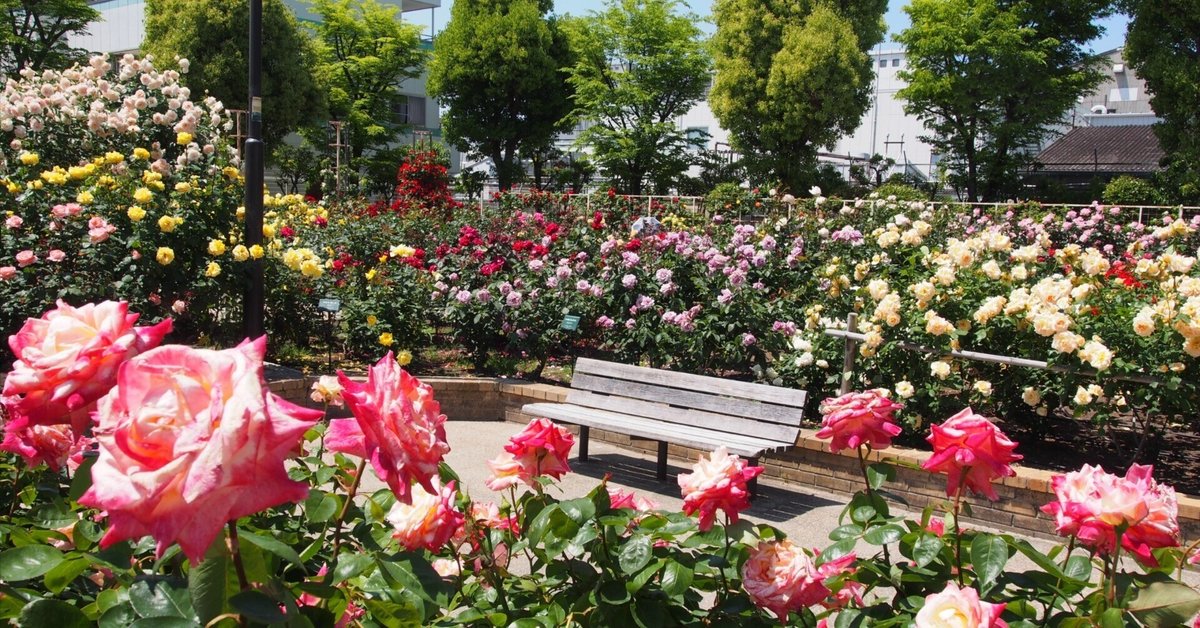 バラ園の風景 Rose Garden in Mono (モノクロのバラ園)