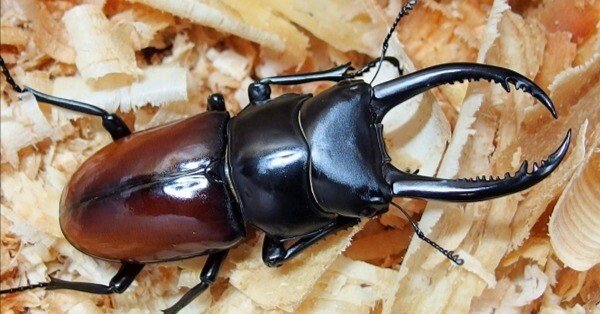 【桜道】★ラスト WD持腹 アローコクワ リエン★WF1 ベトナム　コンツム産　2令幼虫4頭　リエン　コクワ　コクワガタ