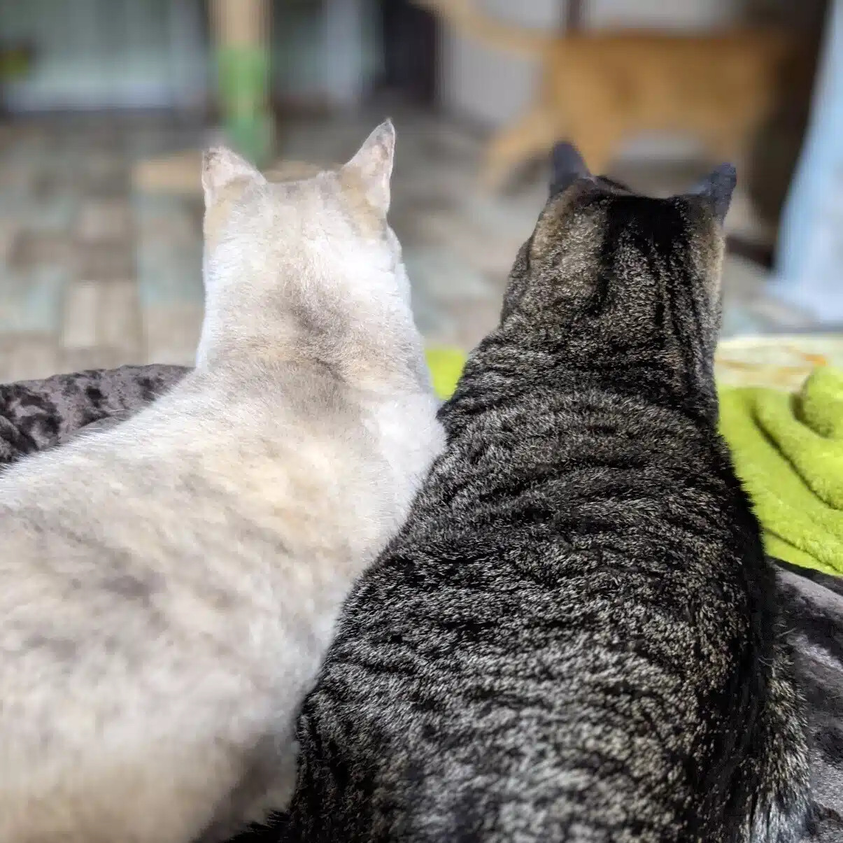 17匹の犬猫と暮らす現代気功師𓃠ayumi｜思考で現実を変える方法