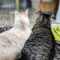 17匹の犬猫と暮らす現代気功師𓃠ayumi｜思考で現実を変える方法