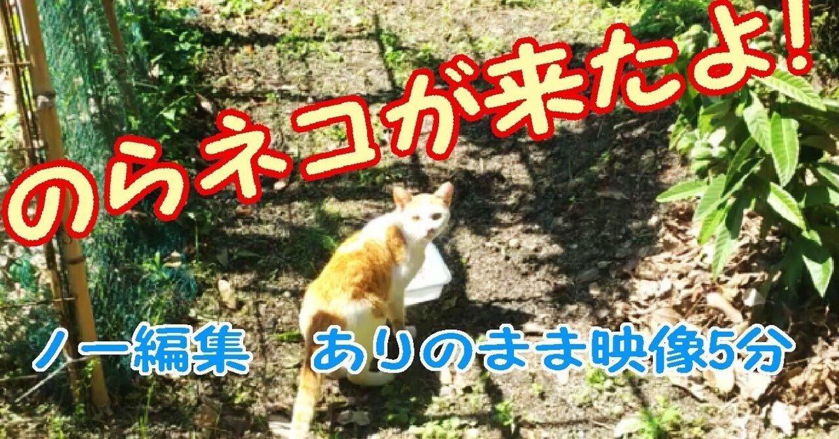野良猫】が来たよ! 山の中で【老後の田舎暮らし】をしている