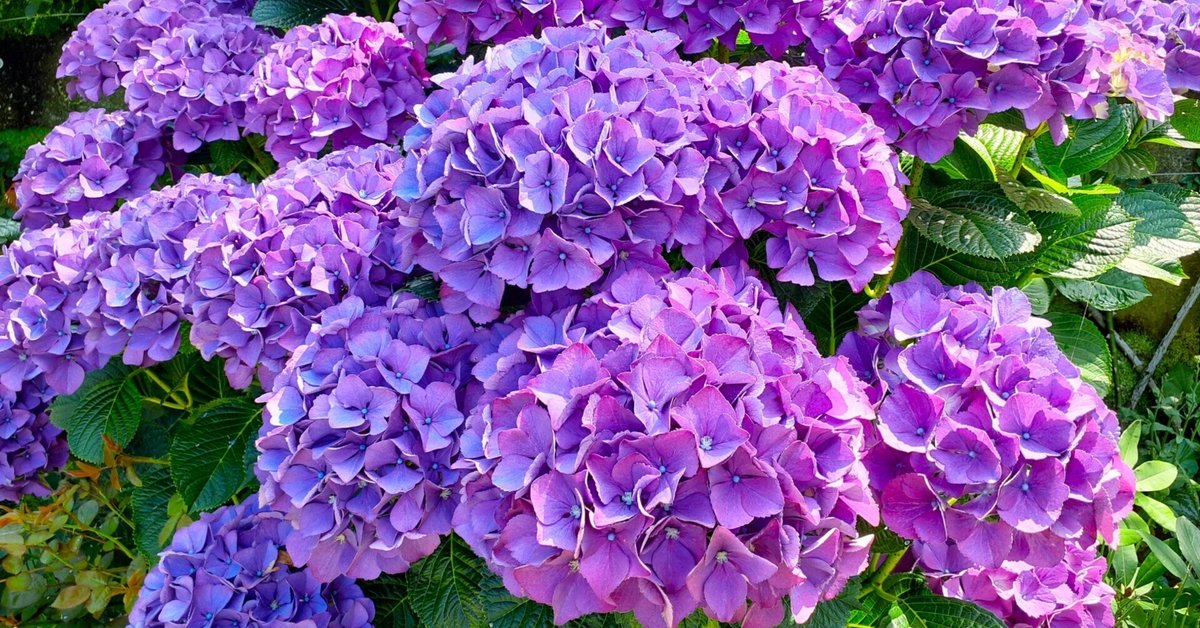はじめてのnote】六月の入口にて｜紫陽花
