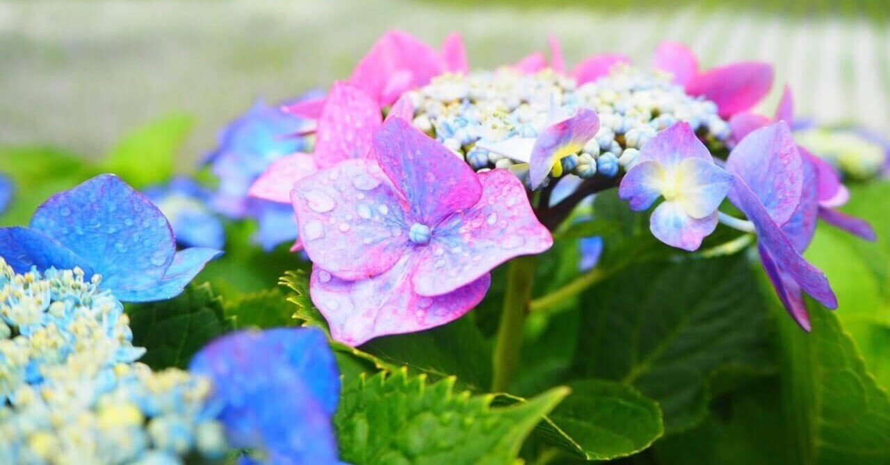 2025/6/3「2025 開成町あじさいまつり」6/7(土)～ その7 トピックス