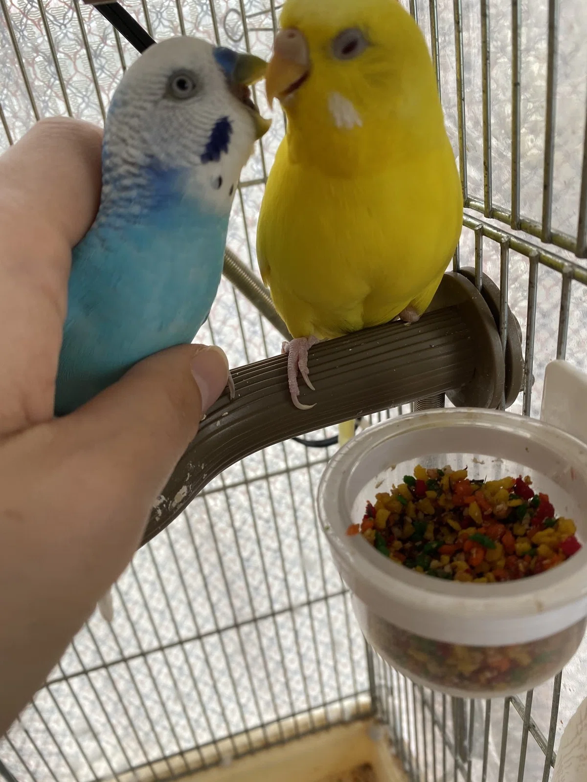 もふ男のにぎころ練習（セキセイインコ）｜りあこ