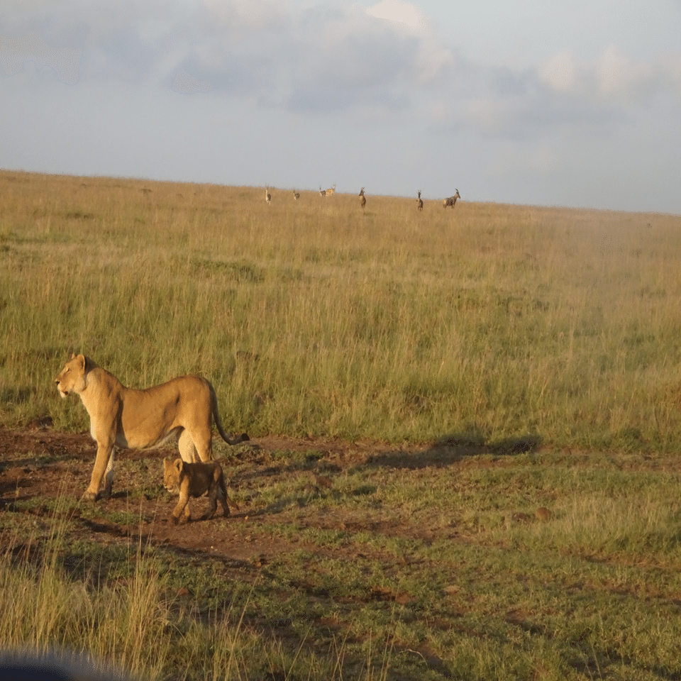 アフリカのサファリで野生のライオンを見た話｜ケニア🇰🇪【世界一周