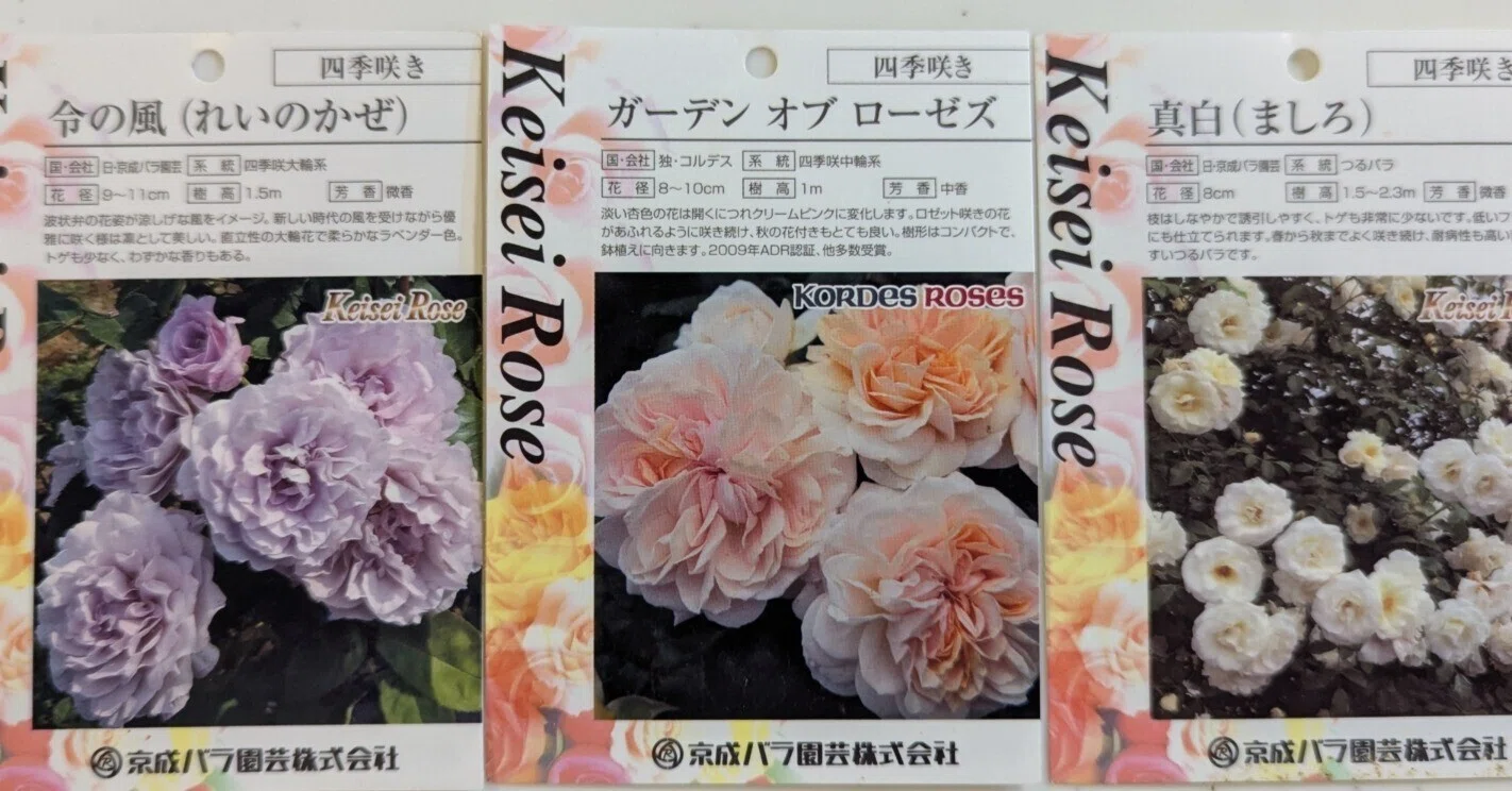 The story of how I ended up buying three roses by name after 