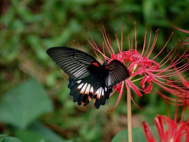 030ナガサキアゲハ｜banyan