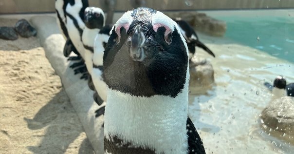 らっこ～marineworld racco history～を読みました｜うそそ