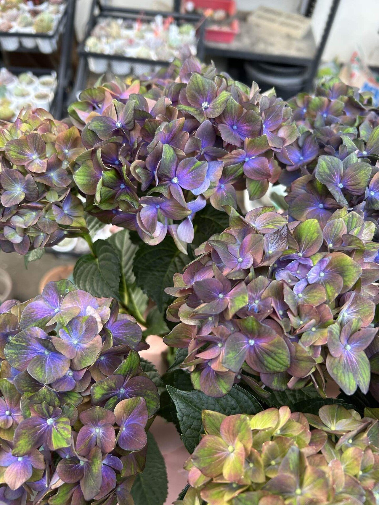 紫陽花 2022〈小平市立あじさい公園〉1 見頃の額紫陽花と八重