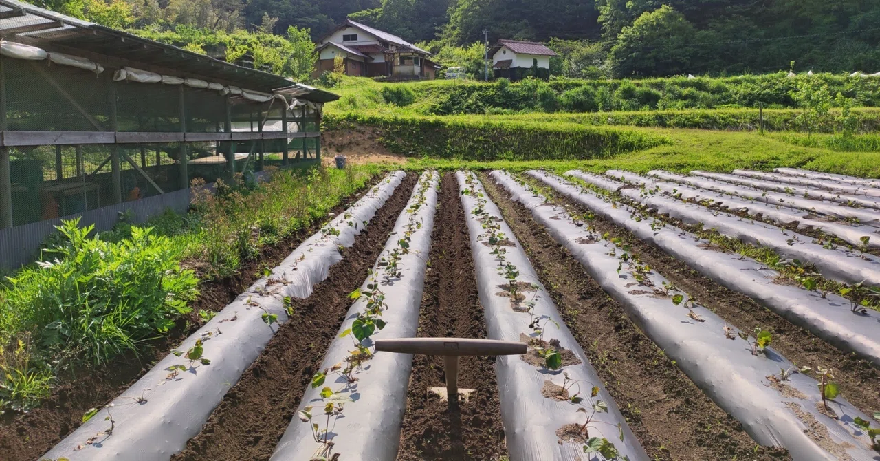 畝間をさくる|小農日誌