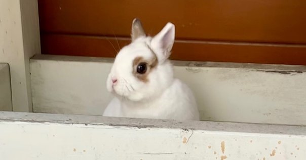 新しいおもちゃ rabbit r1 ゲット｜野村行憲