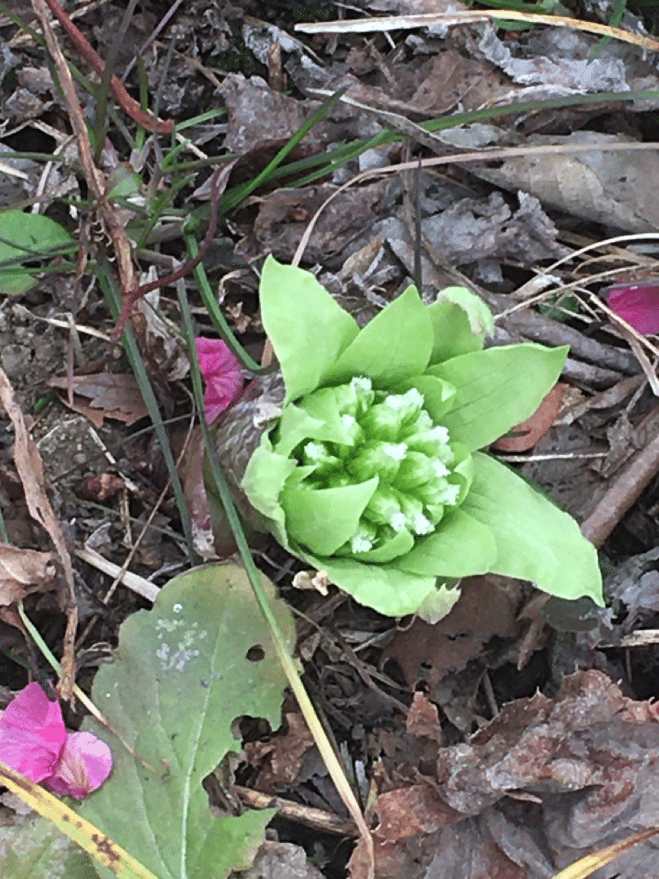 蕗のとう 恭子 Note