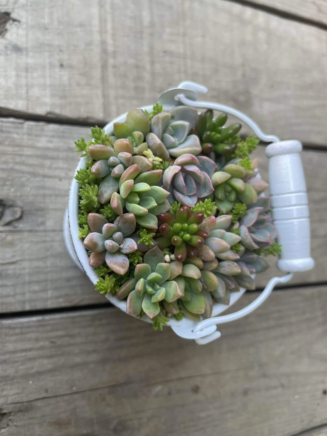 🌵 【多肉Time】待てない私の、ちまちま多肉寄せ植え｜福岡 多肉植物