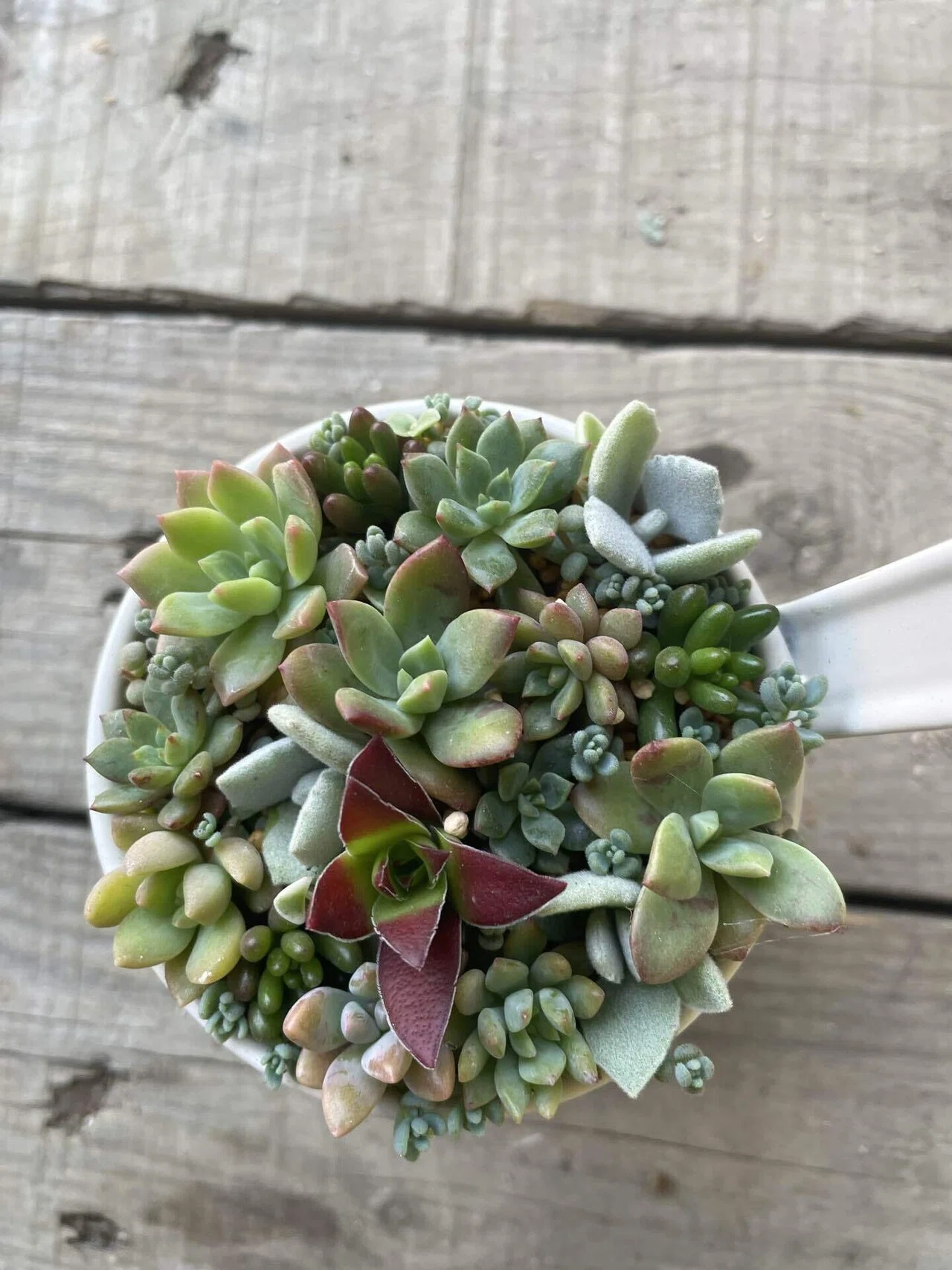 🌵 【多肉Time】待てない私の、ちまちま多肉寄せ植え｜福岡 多肉植物