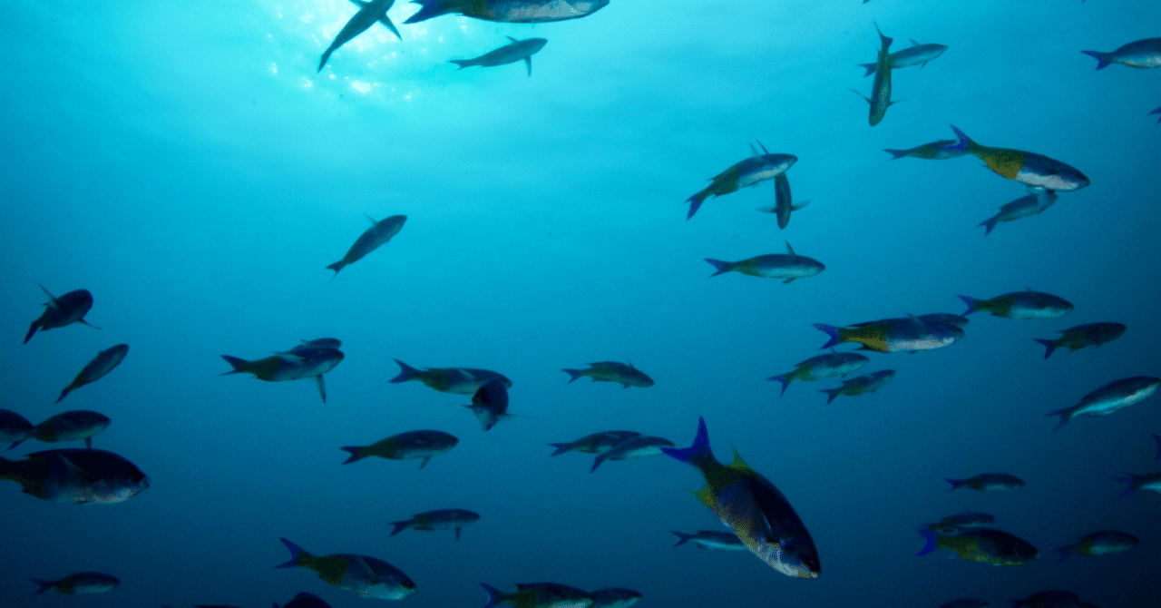 🌠50代でも遅くない!ブルーオーシャンに活路を見出す方法KIDUKIYA🎈