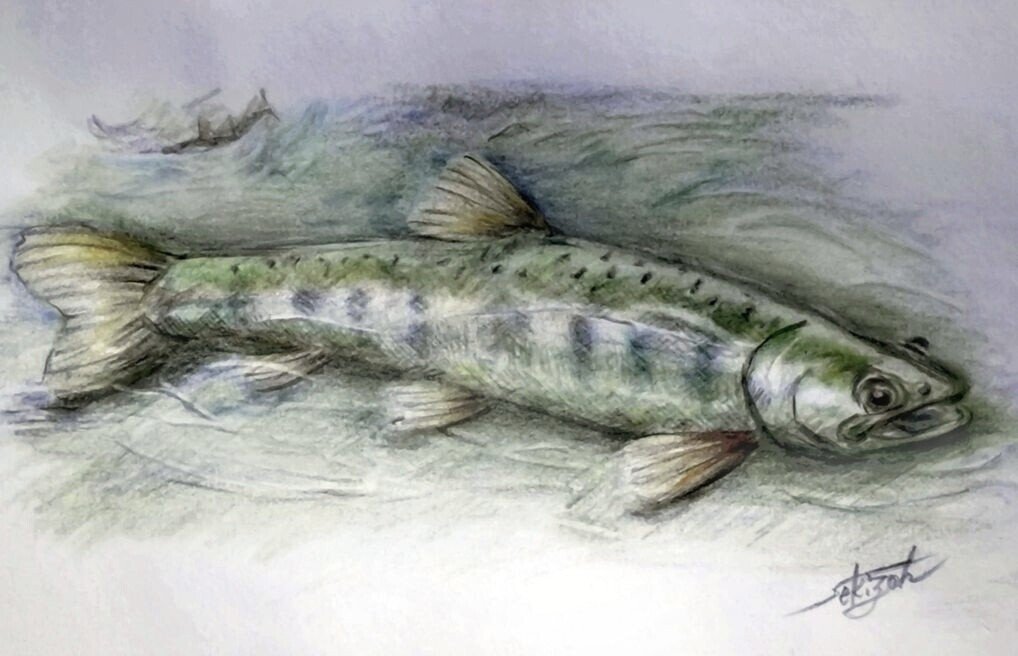 ヤマメ』色鉛筆画｜せきぞう、