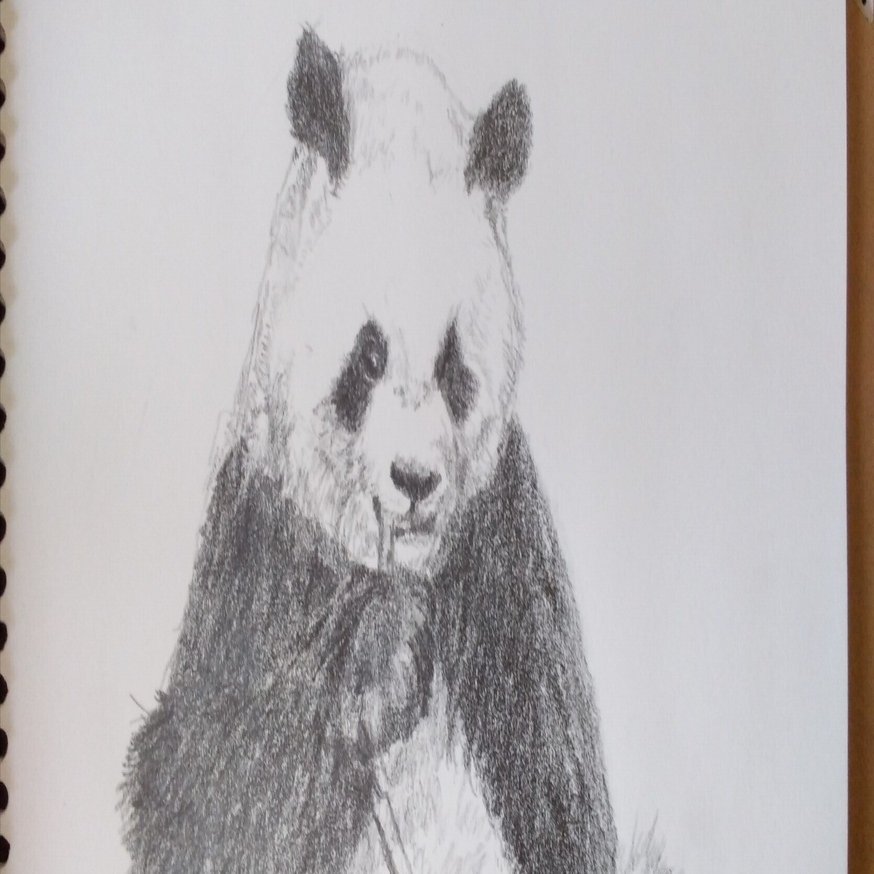 パンダデッサン練習6/1-6/7｜こひろ@こぎん刺しのテディベア作家kogin
