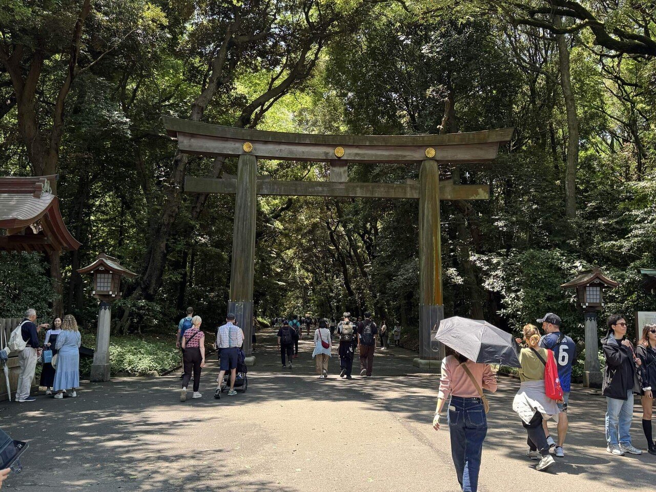 東京散歩】明治神宮・花菖蒲と清正井(2025年6月)｜づぅつん@ジタバタと