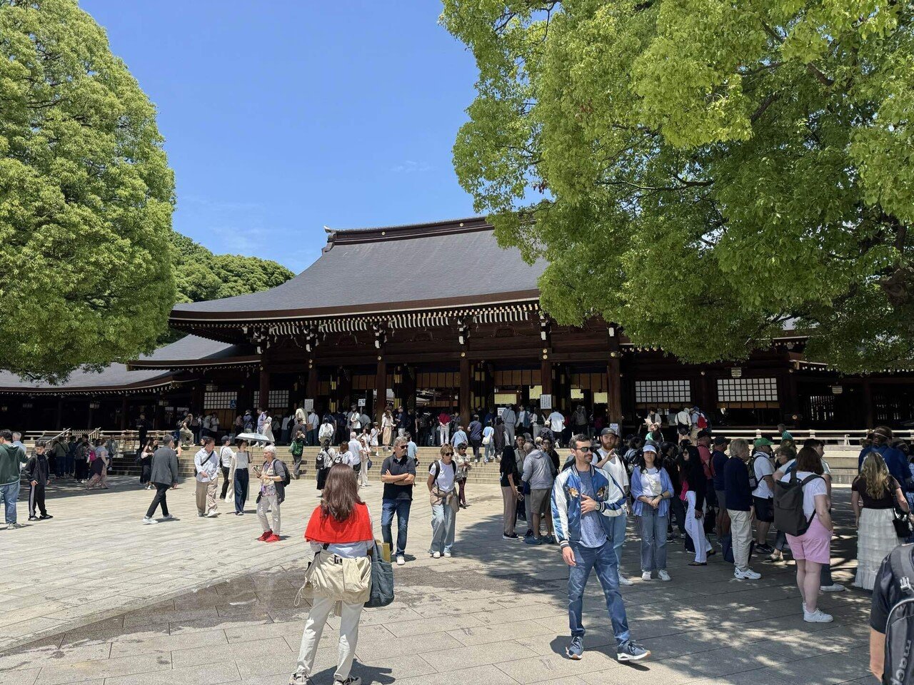 東京散歩】明治神宮・花菖蒲と清正井(2025年6月)｜づぅつん@ジタバタと