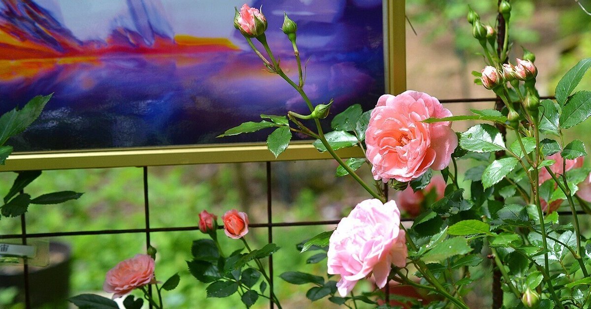 バラの花 楽天市場】予約販売 バラ苗 バラ大苗 中輪 ザンブラ'93 四季咲き