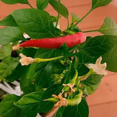 モカ