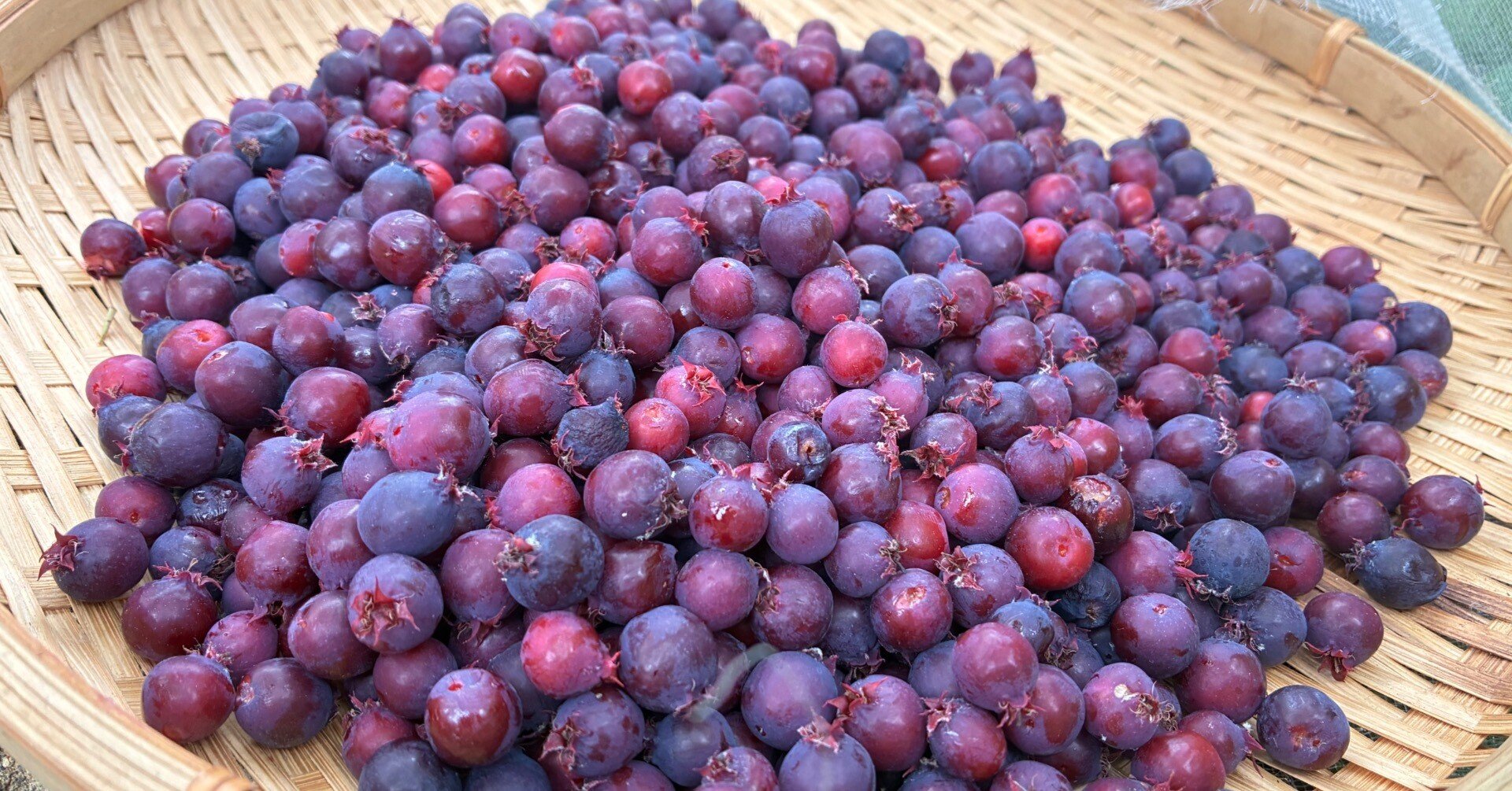 ジューンベリーの季節とともに｜ゆらり