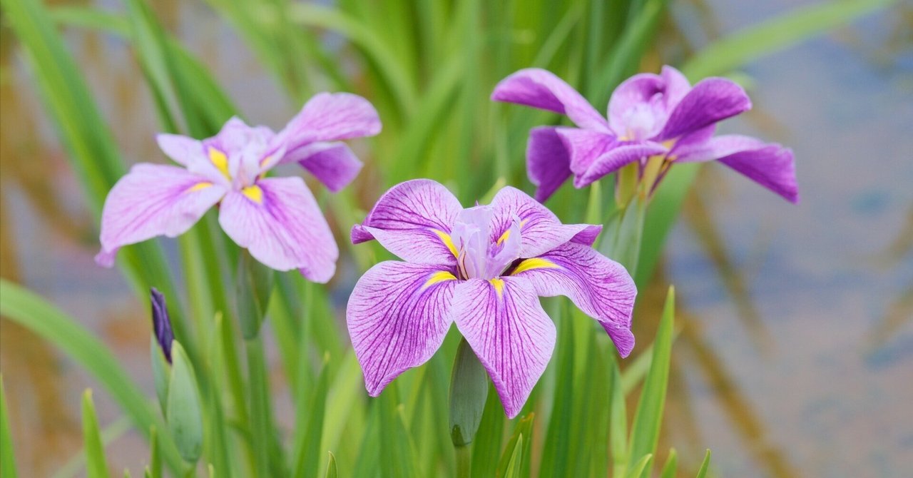 tamran花菖蒲５株同梱(五月晴、千歳、稚児化粧、豊太閤、小笹川) 取り急ぎ花菖蒲 （X-T5 : SP85mm F/1.8 Di VC）（晴れたので急遽