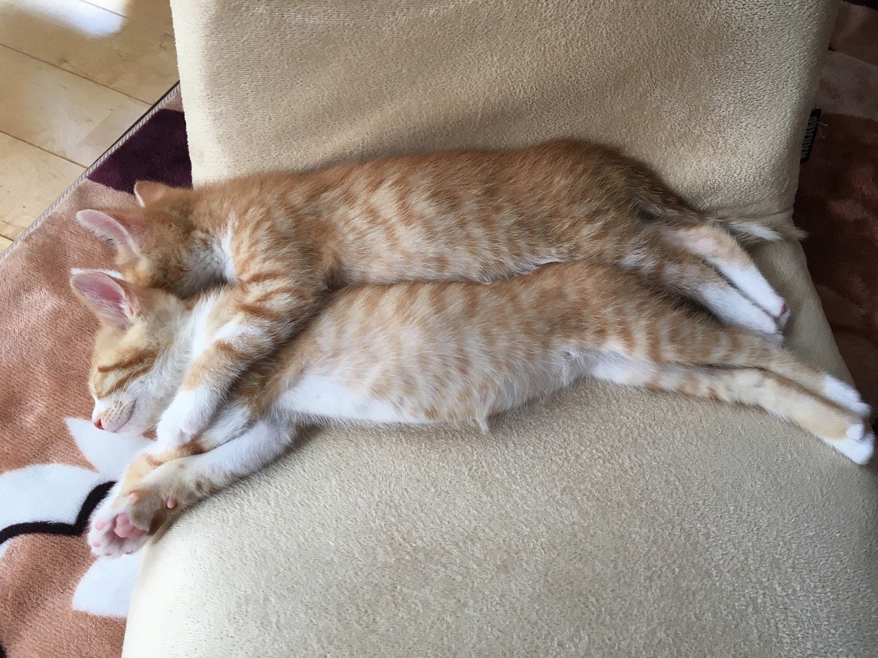なかよし兄弟猫 昼下がりのお昼寝 Shimotaka Note なかよし兄弟猫 昼下がりのお昼寝 Shimotaka Note