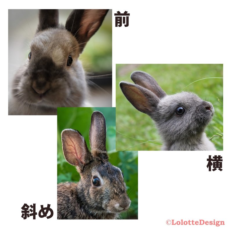 動物の目1-5