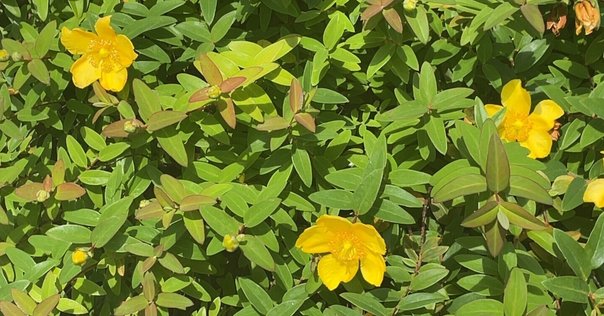 思い違いも花肌しい 「秘すれば花なり秘せずは花なるべからず