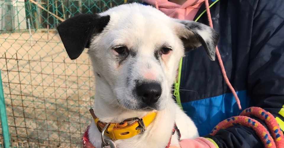 犬を気分よく眠らせるための3つの方法 シスト 犬の心理学研究員 Note