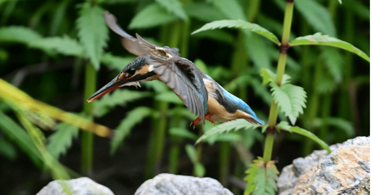 ピンコさま専用　　カワセミ ピンコさま専用 カワセミ - メルカリ