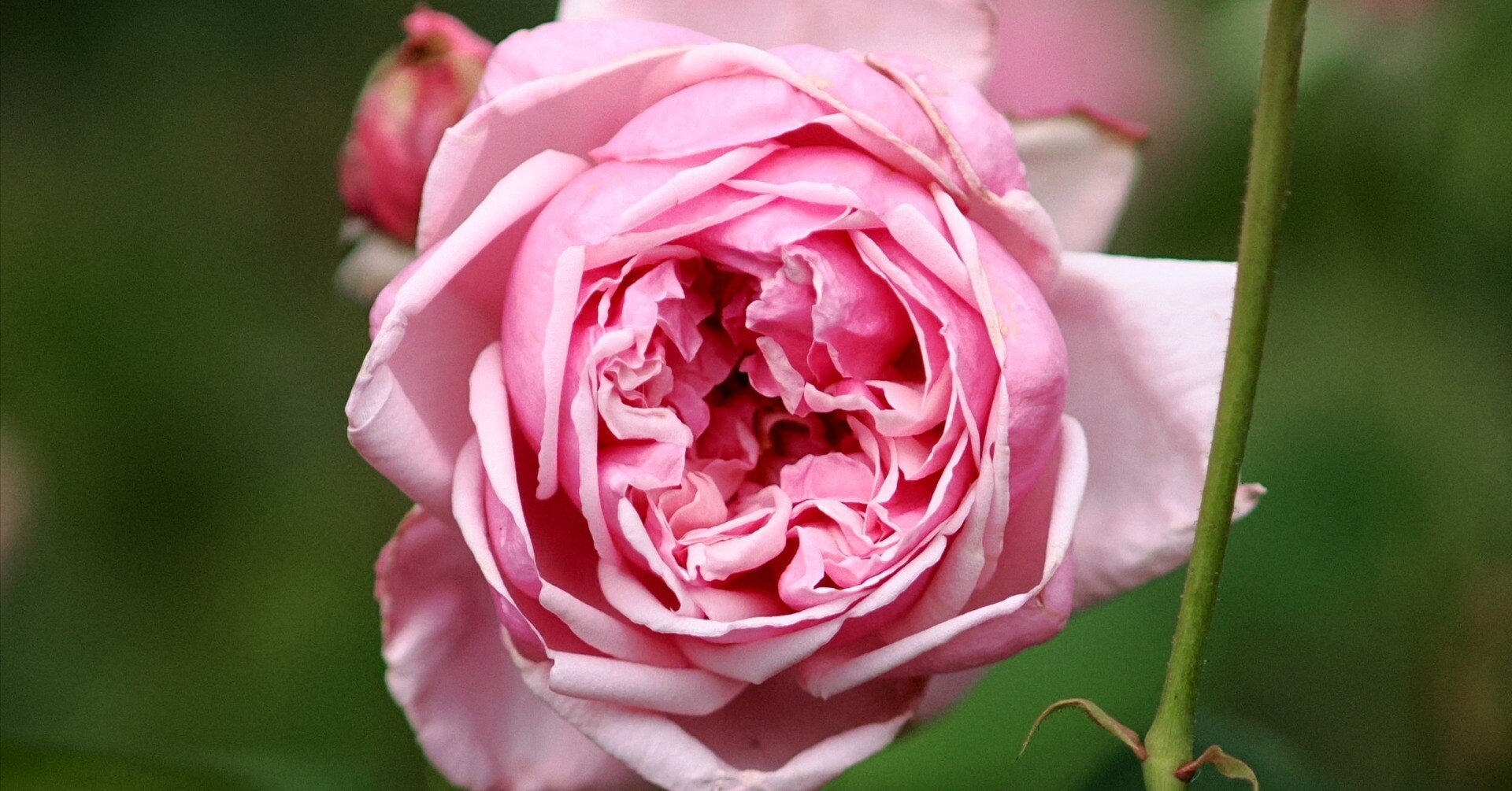 雑多な写真】旧古河庭園【OM-3】｜平乃ひら