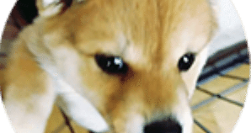 壁紙を噛み剥がす 柴犬と猫のいる生活 柴犬生後103日目 たむg Note