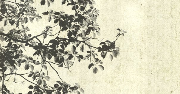メッセゲ氏の薬草療法｜銀漢堂書林
