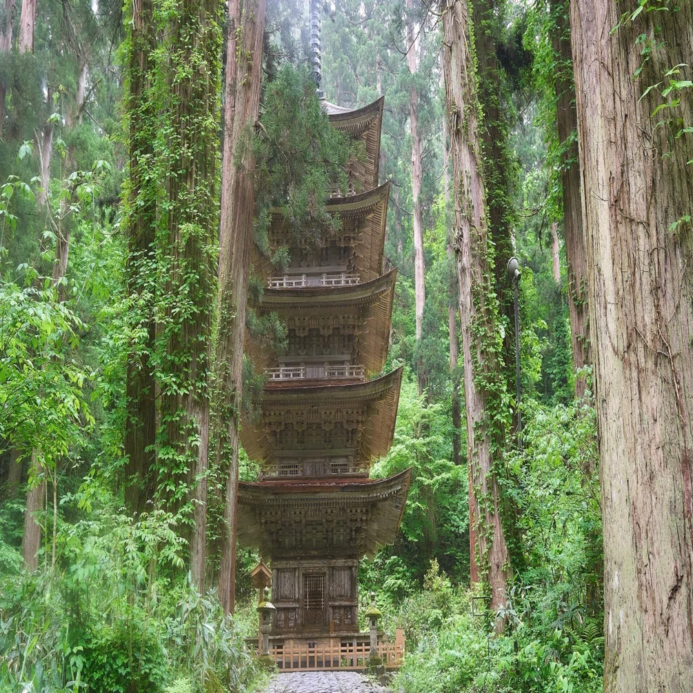 巨木の生い茂る参道！新緑の羽黒山・出羽三山神社【山形県