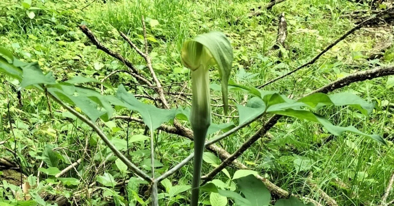蝮草のみ沢山 マムシグサ（蝮草）｜マンボウ