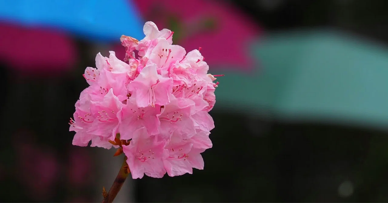 高嶺 の 花 意味
