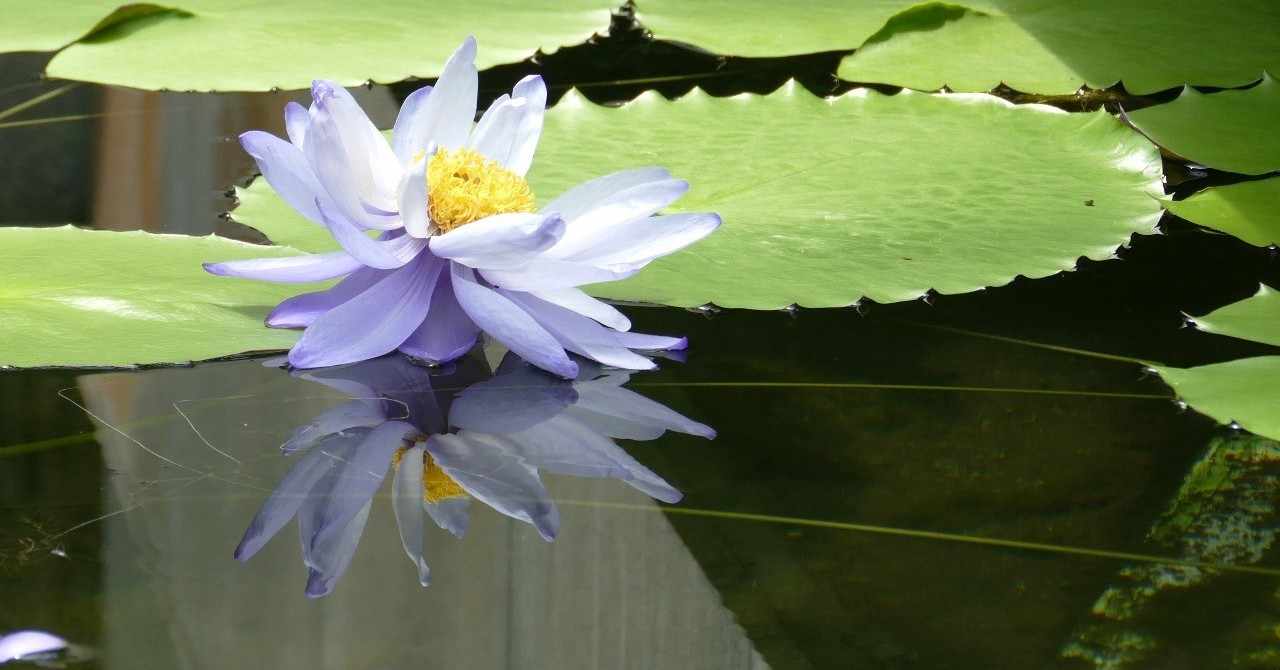 水素水 時代が終わったと思ったら今度は シリカ水 とかいうナゾ水を推してきたから効能を調べたった はる筆線屋 Note