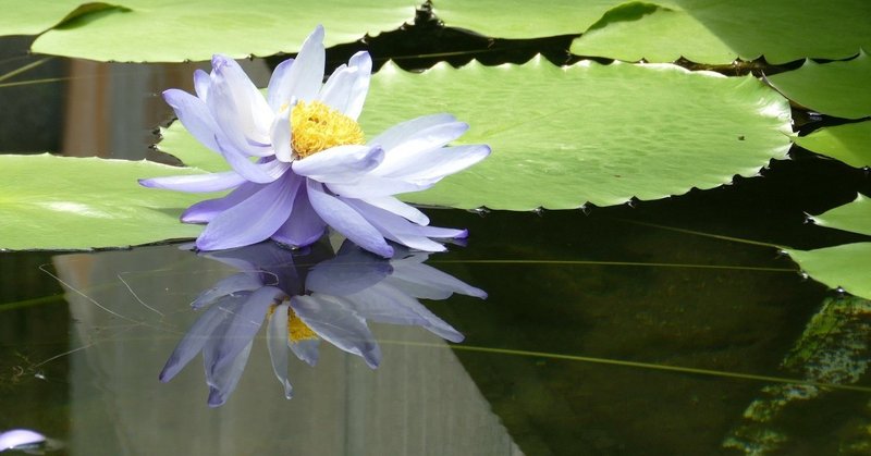 水素水 時代が終わったと思ったら今度は シリカ水 とかいうナゾ水を推してきたから効能を調べたった はる筆線屋 note
