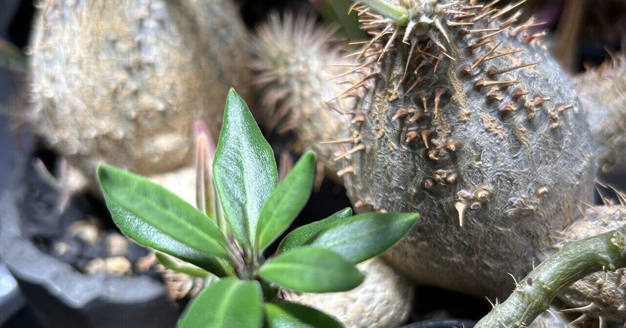 コーデックス『パキポディウムグラキリスの魅力』解説！｜upper muscle