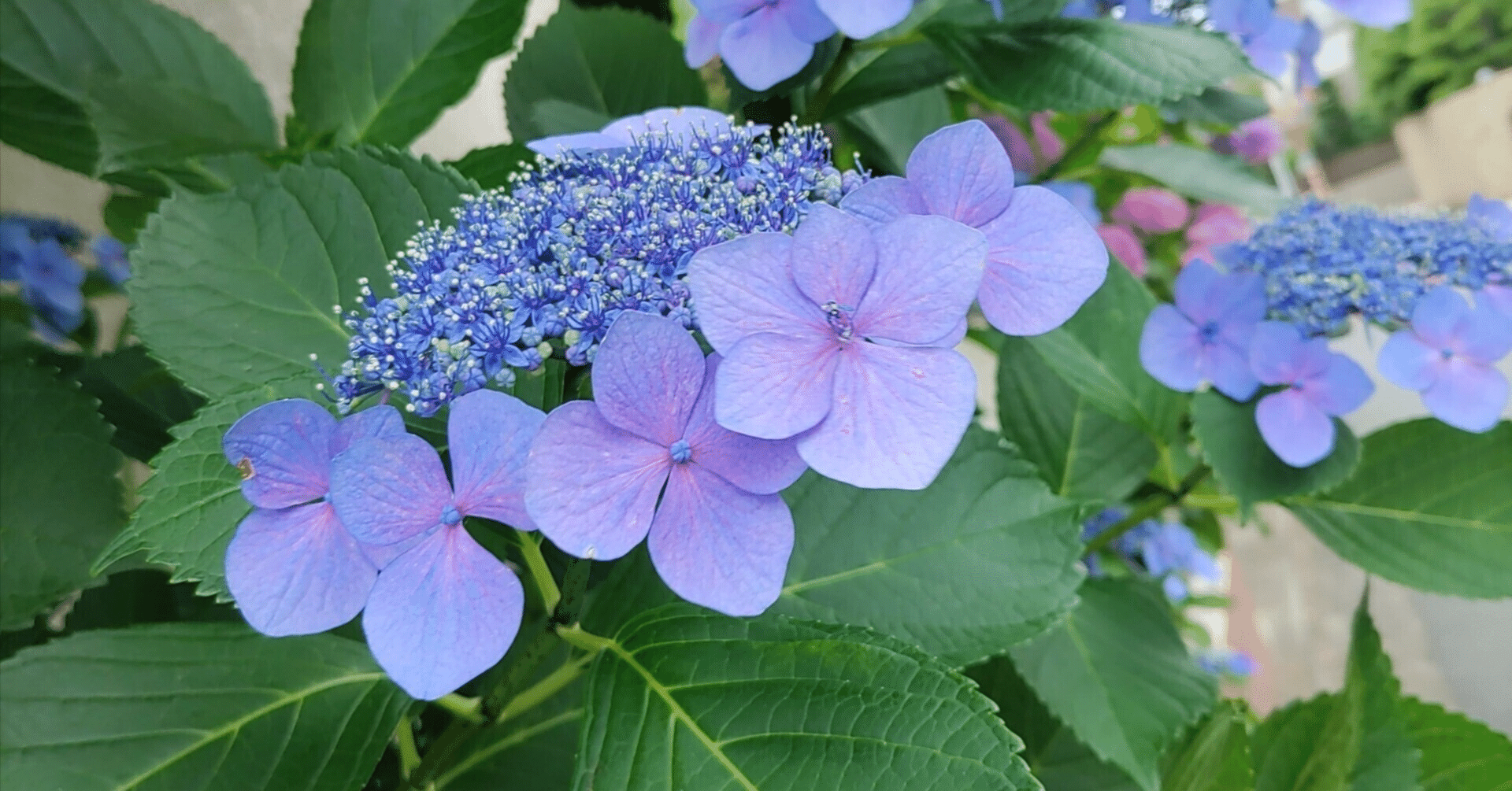 紫陽花 Amazon.co.jp: 紫陽花 あじさい 【ブルーマーブルソーダ】 5号ポット苗