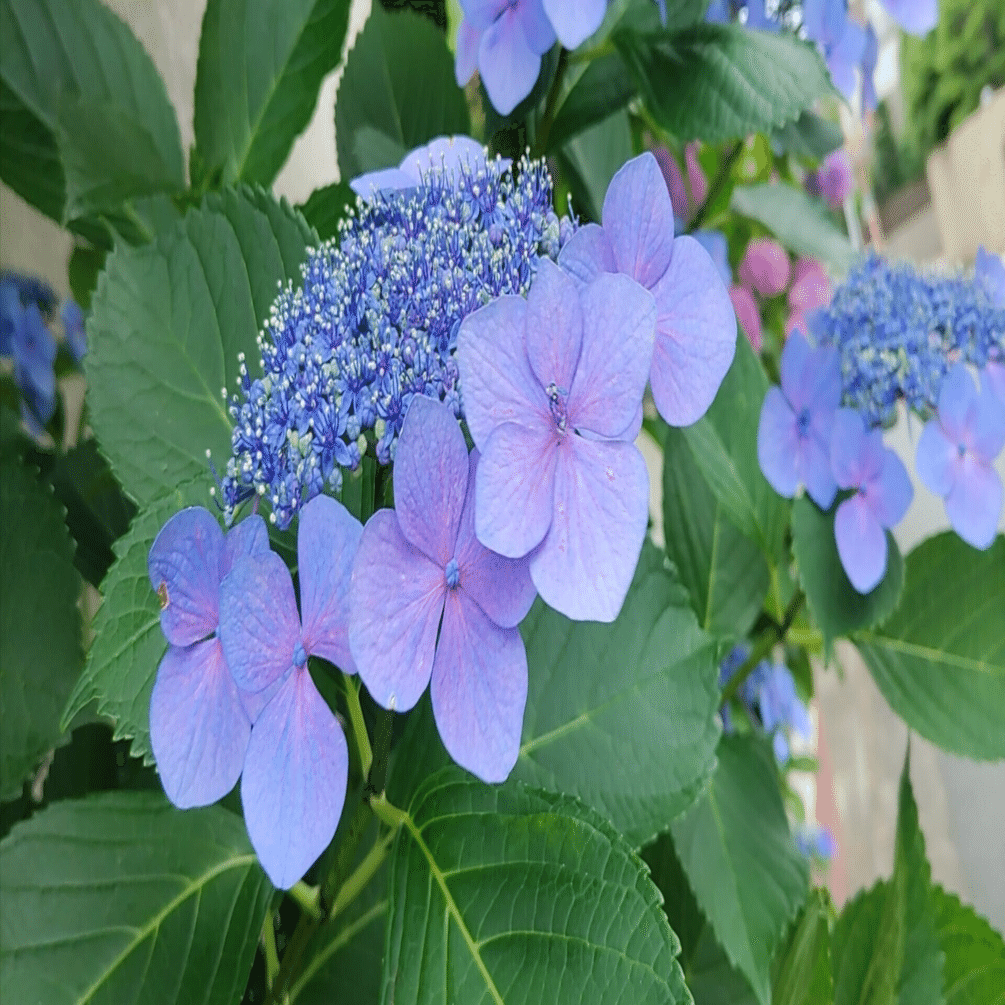 No．1621 紫陽花の名付け親？｜仁の音