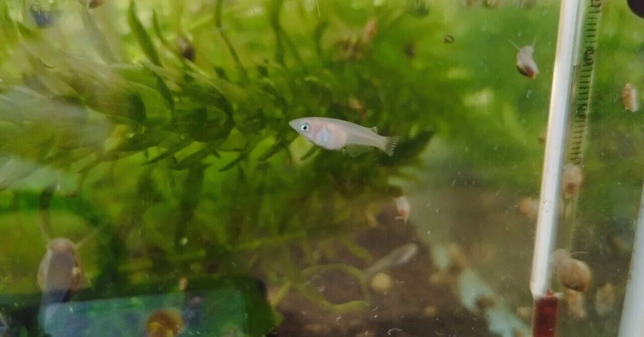 Medaka and Shrimp: Our Home Aquarium｜Take