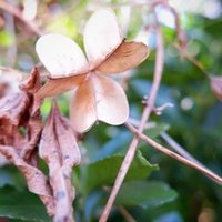 上板橋の素敵なお花屋さん ミルティーユフルール じょーほっかー Note