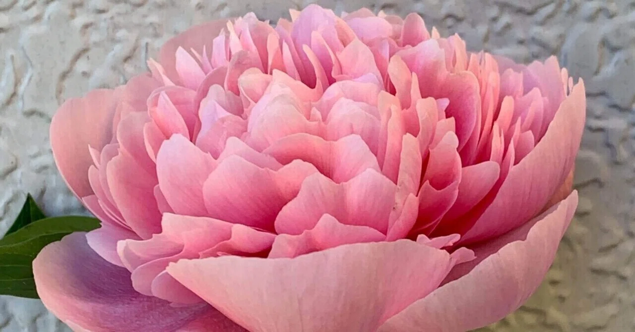 🌺5月の主役は芍薬。エッジドサーモンの魅力解説 福岡 切り花 芍薬