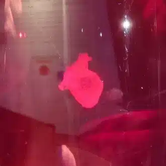 エスケー